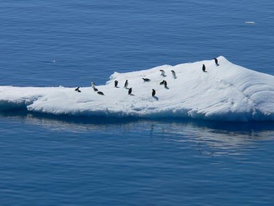 Pingüinos descansando en un iceberg
